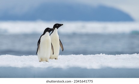 Colonia de pingüinos de Adelie en el Cabo de Adare.