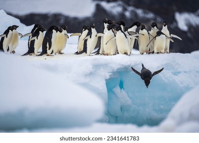 Adelie penguin colony of Cape Adare. - Shutterstock ID 2341641783