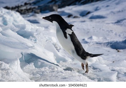 Adelie Penguin Jumping