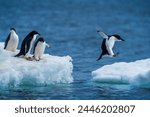 Adelie penguin jumping between two ice floes