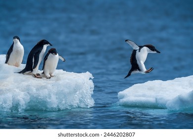 Adelie penguin jumping between two ice floes