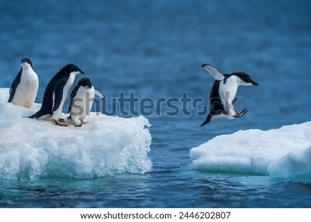Adelie penguin jumping between two ice floes