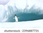 Adelie penguin on floating ice in the Ross Sea, Antarctica