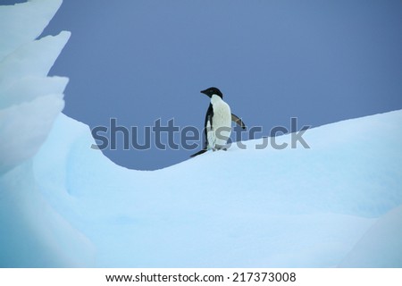 Similar – Foto Bild pinguinparadies