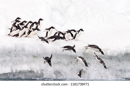 Adelie Penguin (Pygoscelis Adeliae) - Over The Edge