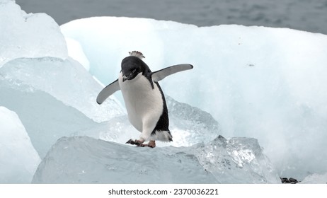 Adelie penguin (Pygoscelis adeliae) walking in front of an iceberg at Brown Bluff, Antarctica