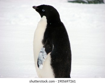 ペンギン かわいい Stock Photos Images Photography Shutterstock