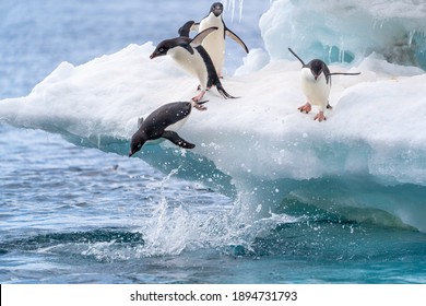 Adelie Penguins In Antarctica Jump Into The Water From A Beautiful Blue And White Glacier