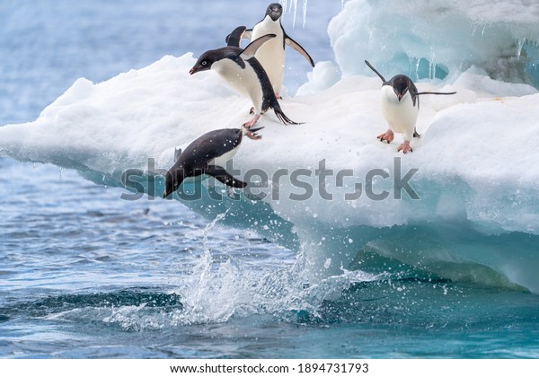 Adelie penguins in Antarctica jump into\
the water from a beautiful blue and white\
glacier