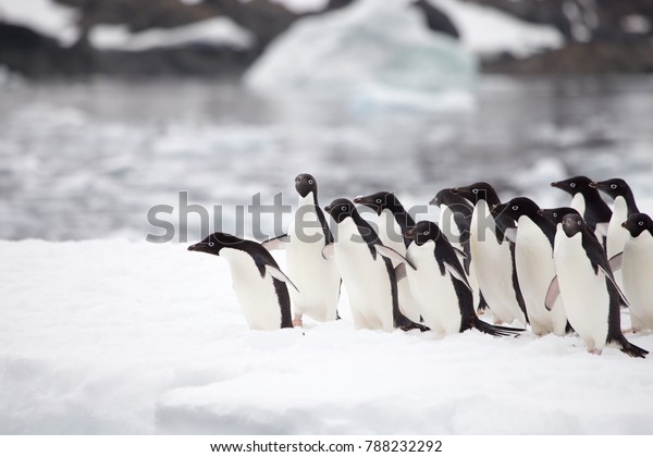 Adelie\
Penguins diving in the waters of the Antarctic Sound, Antarctica on\
an iceberg in the Antarctic Sound,\
Antarctica