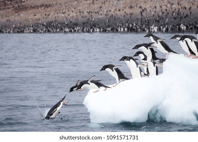 Adelie Penguins jump of an iceberg at Paulet Island, Antarctica.
