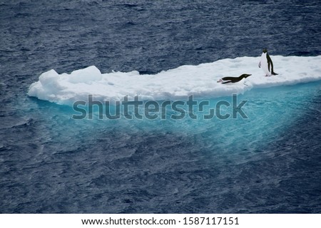 Similar – Foto Bild ein meer von pinguinen