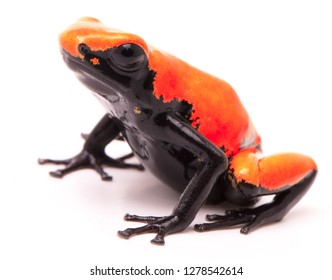 Adelphobates galactonotus, orange red splash backed or splashback poison dart frog. A poisonous rain forest animal from the Amazon rainforest in Brazil. Isolated on a white background.