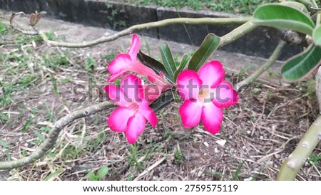 Adenium flower, dedication, devotion, infinity
