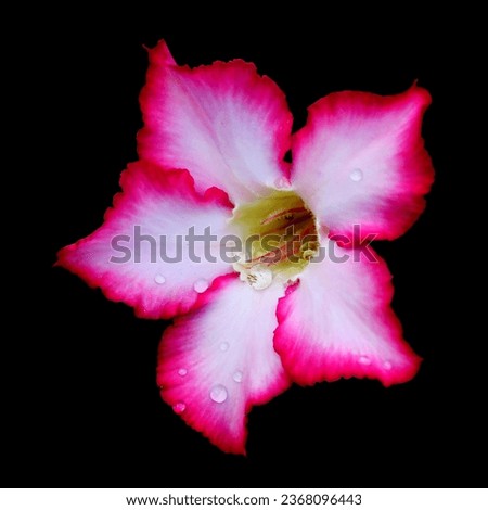 Adenium flower, pink impala lily, adenium tropical, Tropical flower Pink Adenium and desert rose plant also known as kamboja jepang