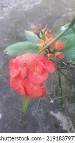 Adenium Flowers Can Survive In Dry Soil Conditions And Hot Weather