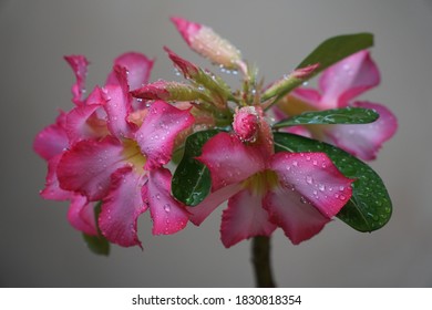 Adenium Arabicum High Res Stock Images Shutterstock