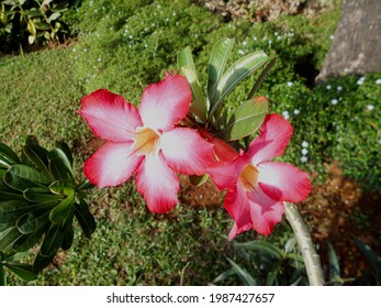 Adenium Obesum Arabian Native Plant That Stock Photo 1987427657 ...