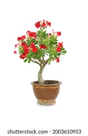 Adenium Obesum Or Desert Rose Flower In Brown Clay Pot Isolated On White Background. Image With Clipping Path