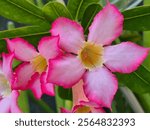 Adenium obesum (Desert rose) or Japanese frangipani (Kamboja Jepang) the other name is Sabi star, Kudu, Mock azalea, and Impala lily with the leaves in close up