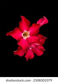 Adenium obesum flor en