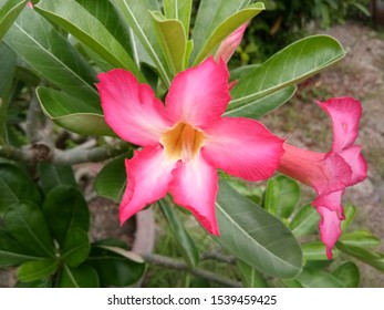 Adenium Obesum Flower Nature Garden Stock Photo 1539459425 | Shutterstock