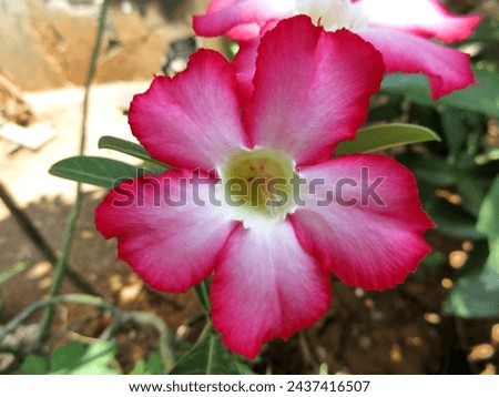 Adenium obesum, more commonly known as a desert rose, is a poisonous species of flowering plant belonging to the tribe Nerieae of the subfamily Apocynoideae of the dogbane family, Apocynaceae.