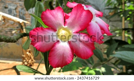 Adenium obesum, more commonly known as a desert rose, is a poisonous species of flowering plant belonging to the tribe Nerieae of the subfamily Apocynoideae of the dogbane family, Apocynaceae.