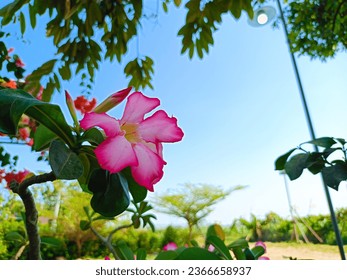Adenium obesum with other names such as Desert rose, Mock Azalea, Pink bignonia, Impala lily has pink flowers with 5 petals, watery, stems like bonsai, planted in pots, rural Indonesia. - Shutterstock ID 2366658937