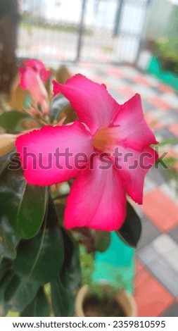 adenium obesum pink flower in wase