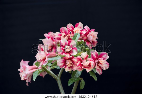 Adenium Obesum plant or Desert Rose in two\
tone color of golden and blood red double petals flower. Beautiful\
blooming hybrids flowers. Black\
background.
