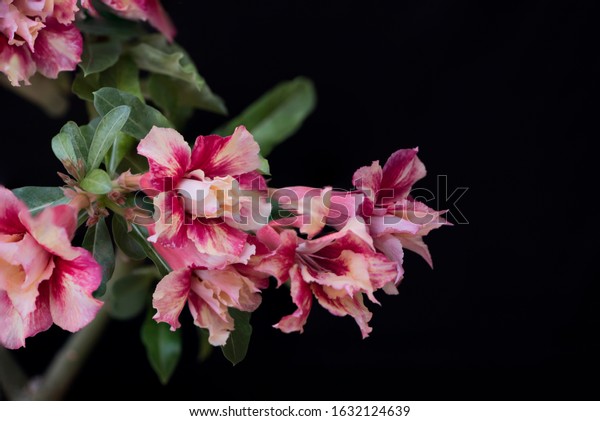 Adenium Obesum plant or Desert Rose in two\
tone color of golden and blood red double petals flower. Beautiful\
blooming hybrids flowers. Black\
background.