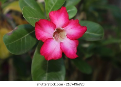 3,061 Sahara flower Images, Stock Photos & Vectors | Shutterstock