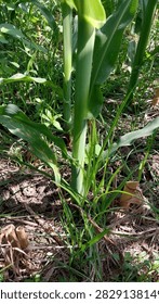 Adequate sunlight and proper soil nutrients are essential to grow a healthy corn plant.