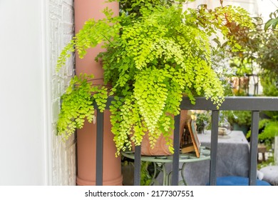 Adiantum Capillus Veneris Venus Hair Fern House Plant 