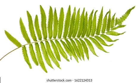 Adiantum caudatum fern green leaves( Tailed maidenhair fern, Walking maidenhair fern)isolated on white background,with clipping path.