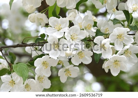 Adirondack crabapple tree in bloom