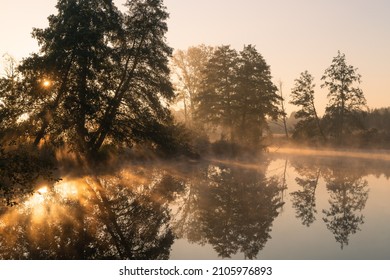 Adler trees in sunrise foggy landscape, on the banks of river