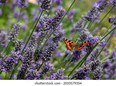 Admiral butterfly lands on lavender flowers in a garden in near Bourton-on-the-Hill in the Cotswolds, Gloucestershire, UK.