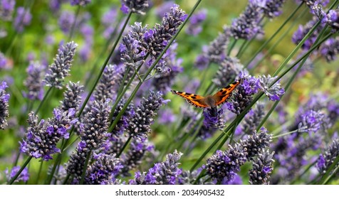 Admiral Butterfly Lands On Lavender Flowers In A Garden Near Bourton-on-the-Hill In The Cotswolds, Gloucestershire, UK.