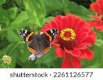 Admiral butterfly (vanessa atalanta) on a red zinnia flower in a green garden on a summer day.
