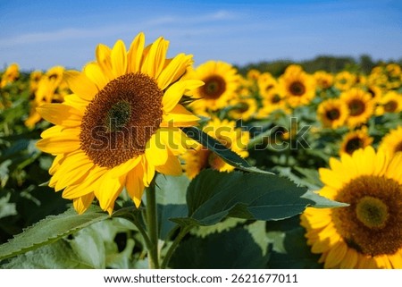Admire the countless sunflowers blooming towards the sun in a sunflower field
ひまわり畑にて、太陽に向かって咲き誇る大量のヒマワリを鑑賞