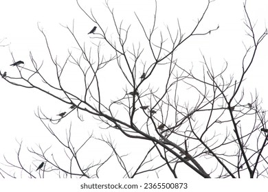Admire the sight of numerous birds perched on the branches of a dry tree in this photograph. The image captures a congregation of avian visitors.