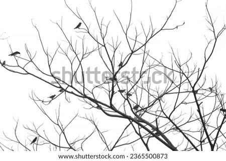 Admire the sight of numerous birds perched on the branches of a dry tree in this photograph. The image captures a congregation of avian visitors.