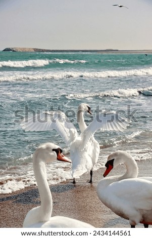 Admiring wild swans on the Black Sea in Eforie Sud Beach, Romania. Swans floating on the waves of the sea in a summer day. Sea scape with swans and seagull. Lebede Eforie Sud, Constanta, Marea Neagra
