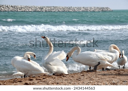 Admiring wild swans on the Black Sea in Eforie Sud Beach, Romania. Swans floating on the waves of the sea in a summer day. Sea scape with swans and seagull. Lebede Eforie Sud, Constanta, Marea Neagra