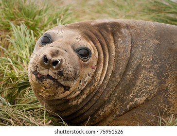 Adolescent Elephant Seal; Macquarie Island.