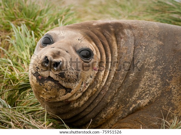 elephant seal southern macquarie island