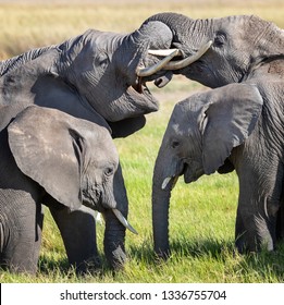 Adolescent Elephants Entwine Trunks During A Group Interaction.  This Behaviour Is Both A Way Of Communicating And Having Fun. Two Younger Claves Stand Infront Of The Older Family Members. 