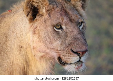 277 Adolescent lion Images, Stock Photos & Vectors | Shutterstock